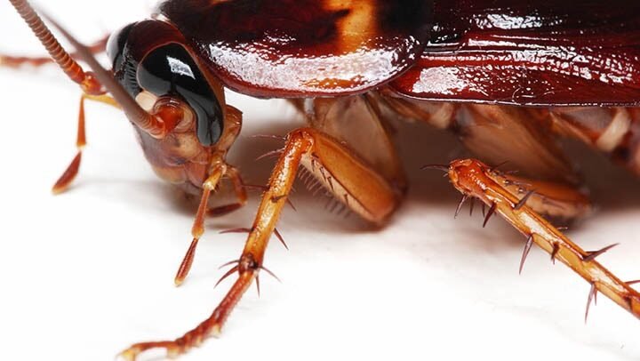 cockroach